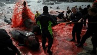 صيادون يسحبون أسماك قرش اصطادوها في جزر فارو الدنماركية 