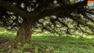 "غرار".. شجرة تتحول إلى "قاعة مؤتمرات" في إثيوبيا