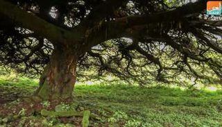 شجرة غرار في إثيوبيا