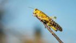 الجراد يهاجم محاصيل الصين.. أسوأ غزو منذ عقود