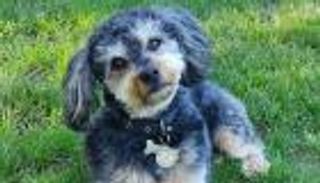 كلب ينقذ صاحبه من الموت بأعجوبة.. أيقظه قبل وقوع الكارثة