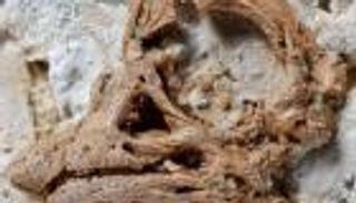 بيضة عمرها 80 مليون سنة تكشف أسرار "الصوروبودا"