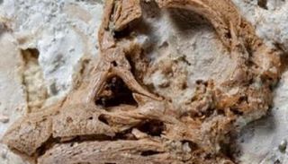 بيضة جنين الديناصور المتحجرة 