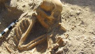 هياكل عظمية للقرود المكتشفة