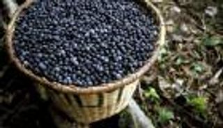 علماء يبحثون عن علاج كورونا في هذه الفاكهة.. ما السر؟