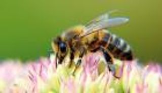 بشرى لمريضات سرطان الثدي.. الأمل في الطبيعة