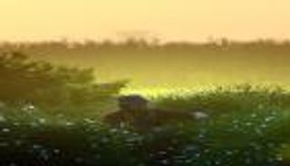 رحلة دولارات الياسمين الداعمة للاقتصاد المصري.. أموال تعطر العالم