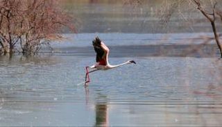  طيور الفلامنجو الوردية