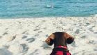 من أمريكا إلى أستراليا "وحيدة".. كلبة تعود لأسرتها بعد رحلة مثيرة