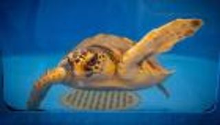 في جزيرة إيطالية.. رحلة إنقاذ السلاحف من النفايات البلاستيكية