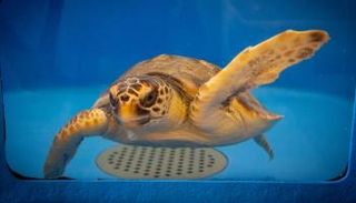 مركز إسعافات السلاحف البحرية في جزيرة فافينانا الإيطالية