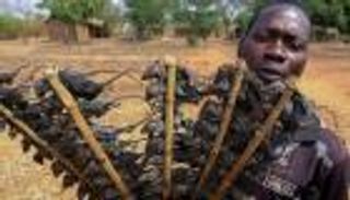 بالصور.. كورونا يحول الفئران المشوية إلى وجبة رئيسية