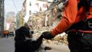 رائحة الحياة تعبق من تحت الركام.. "الكلب فلاش" يعيد الأمل لبيروت