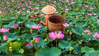 حرير اللوتس في فيتنام