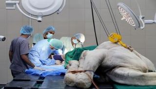 جمل يخضع لعملية جراحية في المستشفى 