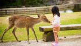 كيف أثر كورونا على مدينة الغزلان اليابانية؟