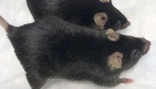 تجربة على الفئران تقدم حلا لمشكلة بعثات المريخ