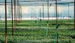 أزمة جديدة في إيران.. أسعار الأسمدة تحرق المزارعين