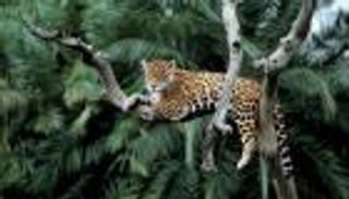 حرائق الأمازون.. النيران تهدد أكبر عدد من الفهود في العالم