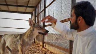 الشاب السعودي رائد العريمة يعتني بأحد الذئاب