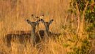 انخفاض ثلثي أعدادها.. كائنات الحياة البرية في خطر 