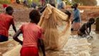 أسماك الفيضان "الطائرة".. نعمة أم نقمة على ثروة السودان السمكية؟