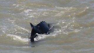 أحد الحيتان الحدباء يسبح في نهر أليجايتر ريفر الشرقي في متنزّه كاكادو الوطني الأسترالي