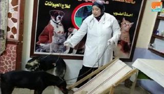 طبيبة مصرية تؤسس دار مسنين للكلاب كبار السن.. ورعاية للمفقودين الصغار