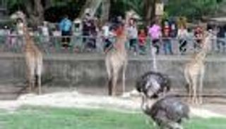 بالفيديو.. رجل يحول وجهه لحديقة حيوان