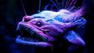 بالصور.. اكتشاف مخلوقات غريبة يراها البشر لأول مرة