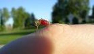 حشرة آسيوية تهدد عشرات ملايين الأفارقة بالملاريا