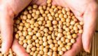 فول الصويا يحسن علاج سرطان العظام