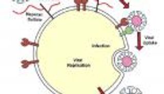 "كبريتات الهيباران" جواز مرور كورونا للخلايا
