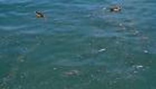 كارثة وراء تغير لون مياه "الدانوب".. وتحذيرات من بكتيريا القولون