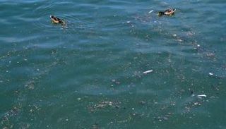 التلوث يهدد دانوب صربيا