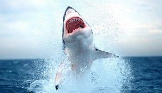 سمكة قرش - أرشيفية