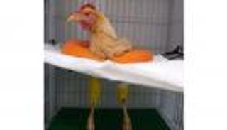 "الملكة ليكسي".. تفاصيل عملية جراحية لإنقاذ دجاجة "أشعلت مصر"