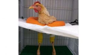 الدجاجة ليكسي