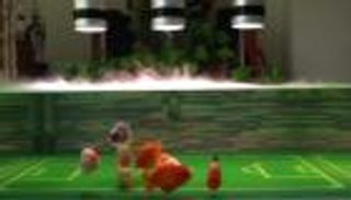 فيديو: أسماك تلعب كرة القدم.. والمدرب "صيني"