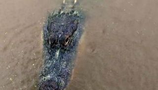 التماسيح بدأت تظهر أمام منازل الأمريكيين بسبب الإعصار سالي