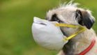 الأول في الأردن.. كلب مصاب بكورونا