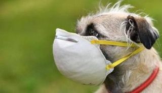 الأردن يعلن عن أول إصابة بفيروس كورونا لكلب- أرشيفية