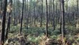 توصية بزراعة 70 مليون شجرة سنويا لحماية غابات فرنسا