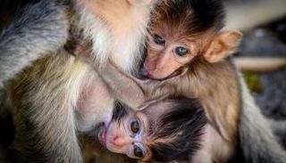 القرود تنتظر حقوقها الأساسية في سويسرا