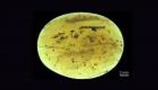 6 صور لاكتشاف أقدم حيوان منوي.. عمره 100 مليون سنة