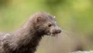 كورونا والحيوانات.. "المنك" يكشف أسرارا جديدة