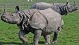 العثور على وحيدَي قرن نادرين بإندونيسيا