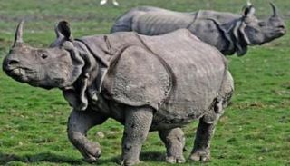 وحيدا قرن من فصيلة "جافا" - أرشيفية