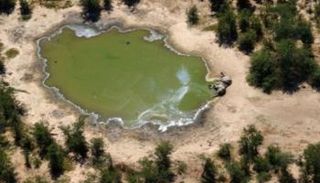 فيل نافق عُثر عليه في بوتسوانا