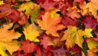 رسميا.. الإثنين آخر أيام الصيف في الإمارات